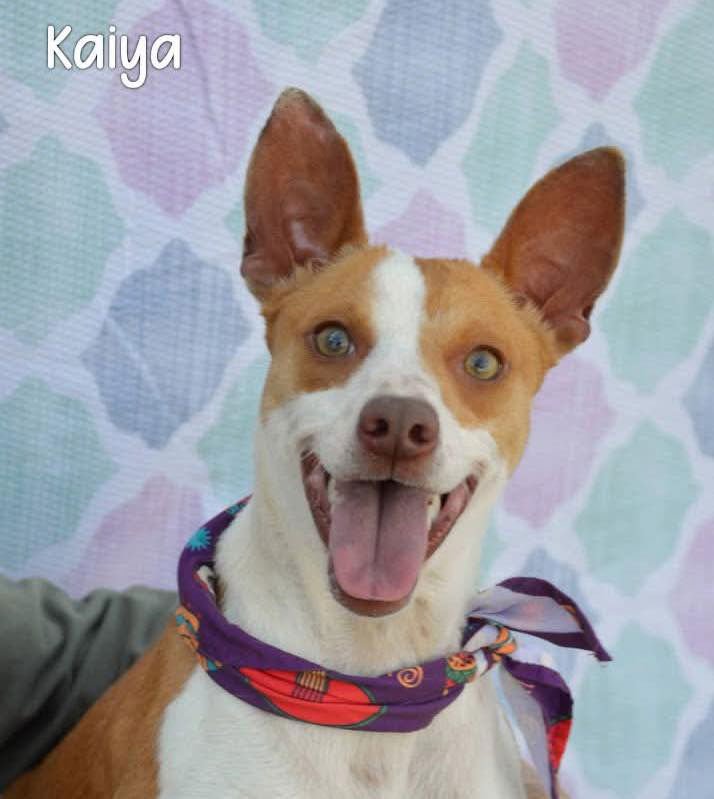 KAIYA - Terrier available for adoption