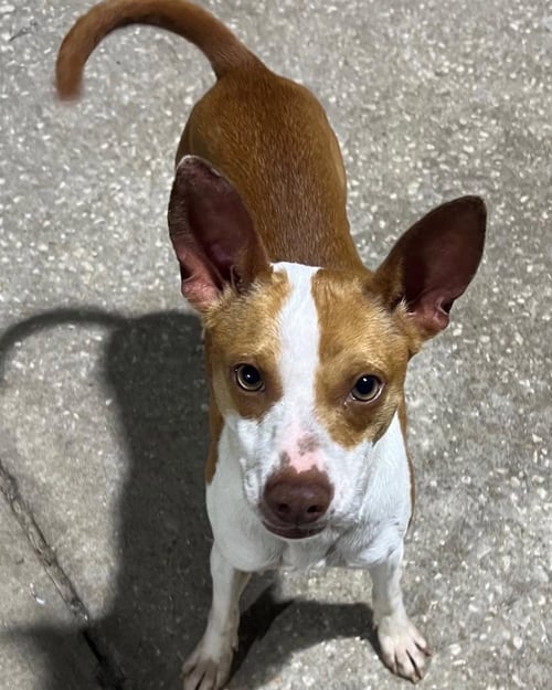 KAIYA - Terrier available for adoption