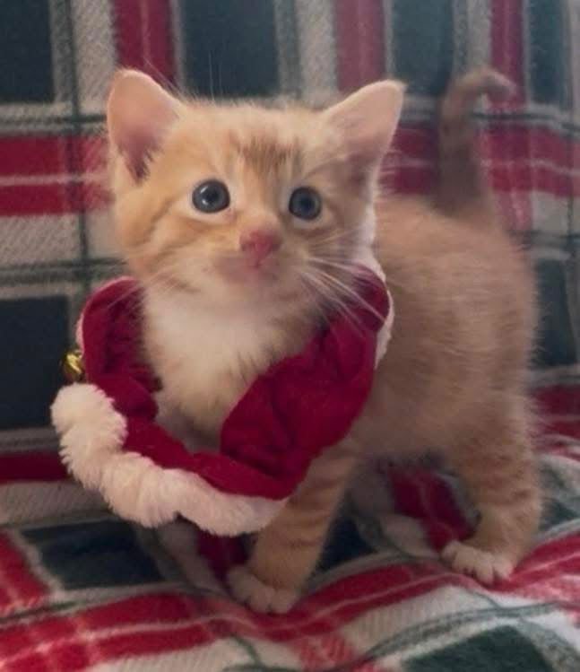 RUSTY - Domestic Short Hair available for adoption