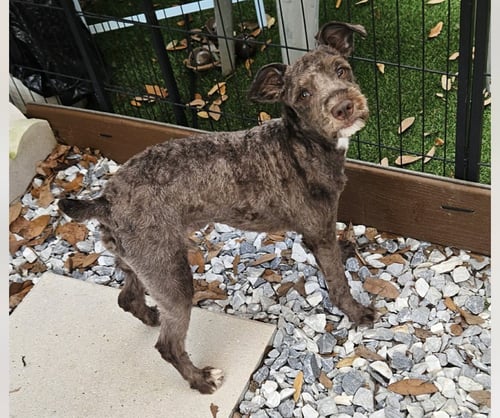 BENJAMIN - Schnauzer available for adoption