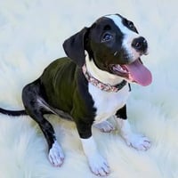 Daisy Lou - Photo 2