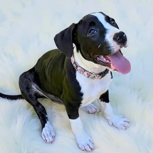 DAISY LOU - American Bulldog available for adoption