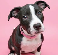 Daisy Lou - Photo 1
