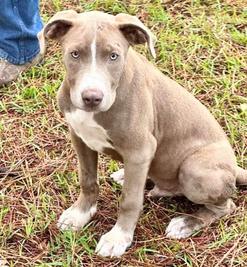 BEAU - Bulldog / Retriever available for adoption