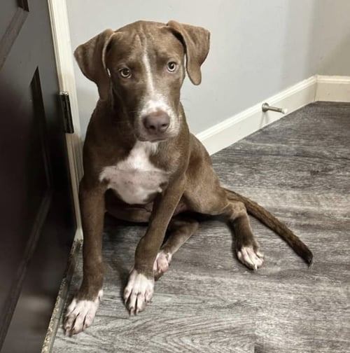 BEAU - Bulldog / Retriever available for adoption