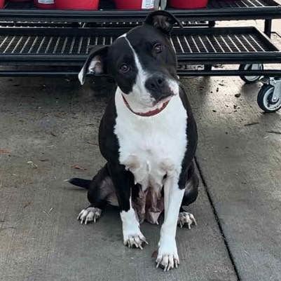 LUCY - Terrier available for adoption