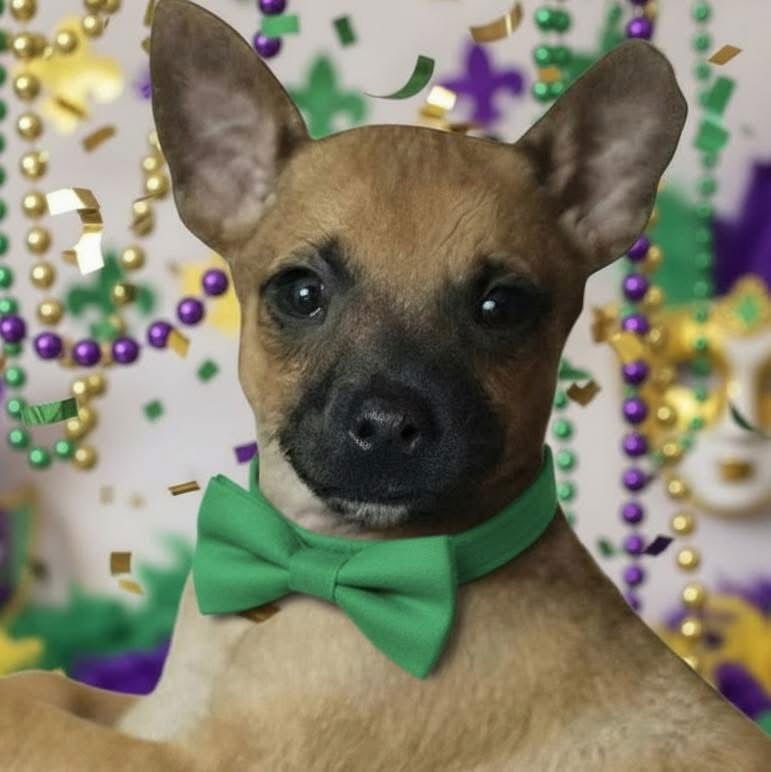 KASE - Terrier available for adoption