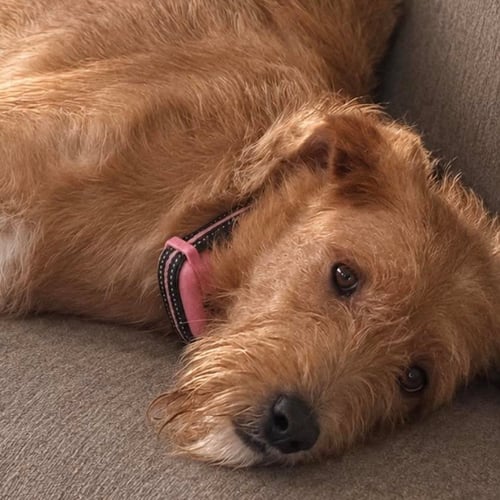 “LOLA”BELLE - Golden Retriever / Poodle (Standard) available for adoption
