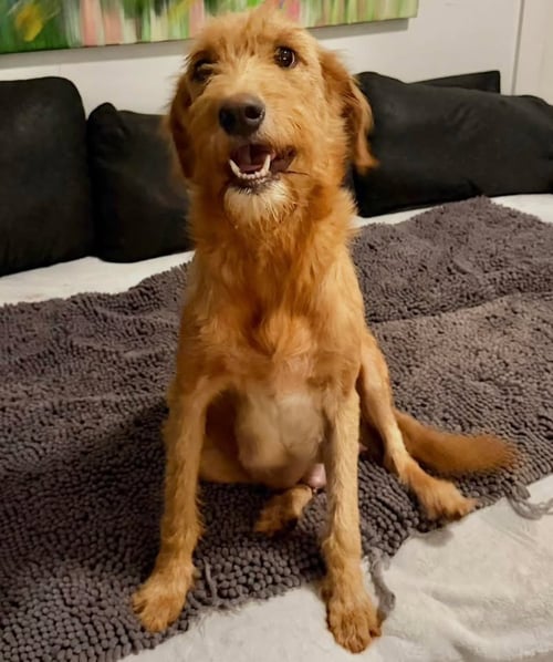“LOLA”BELLE - Golden Retriever / Poodle (Standard) available for adoption