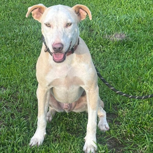 JP - American Bulldog available for adoption