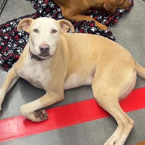 JP - American Bulldog available for adoption