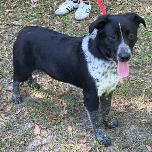 RUFFIN - Australian Cattle Dog/Blue Heeler available for adoption