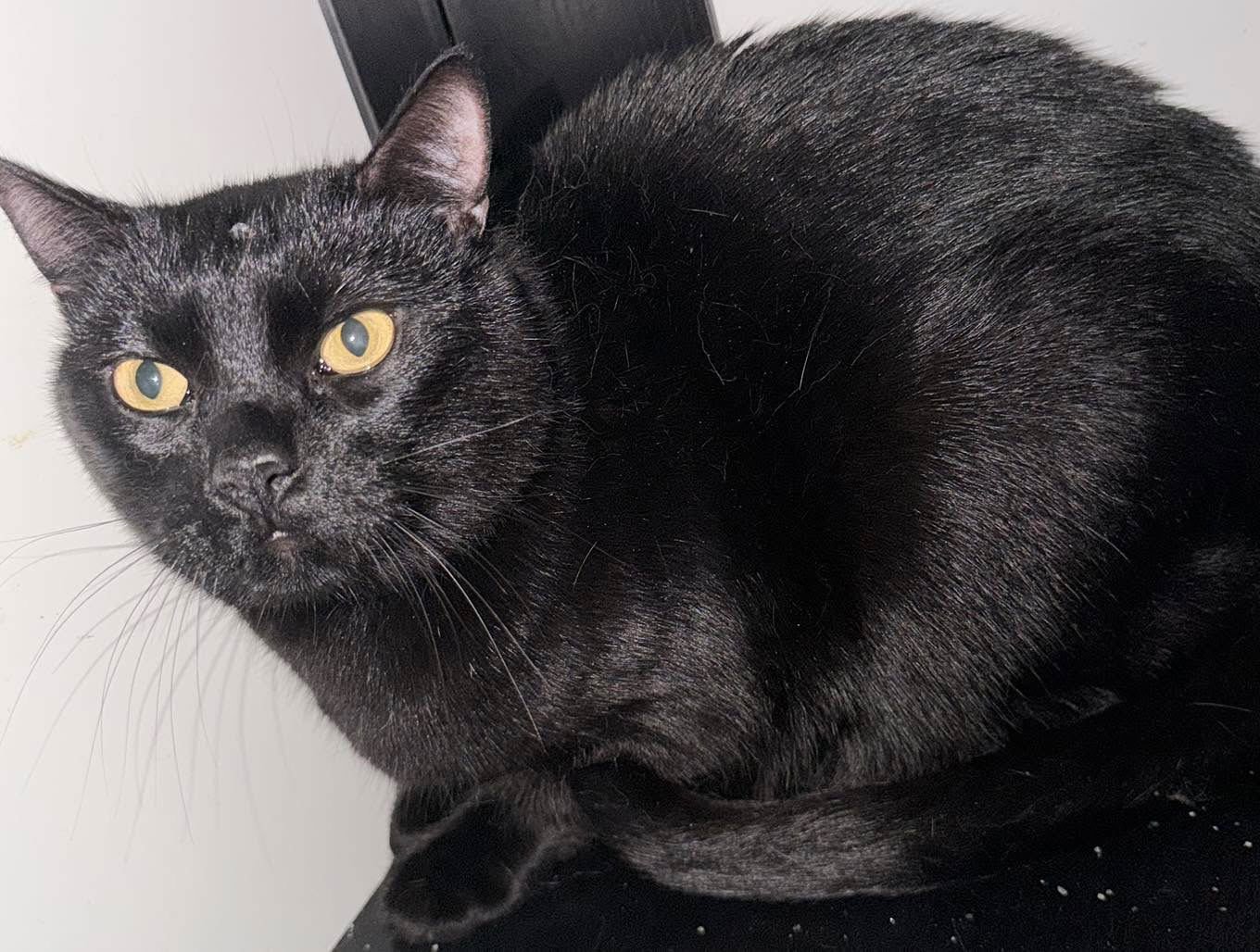 BINX - Domestic Short Hair available for adoption