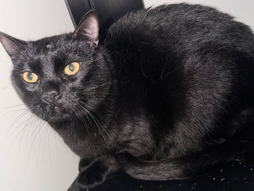 BINX - Domestic Short Hair available for adoption