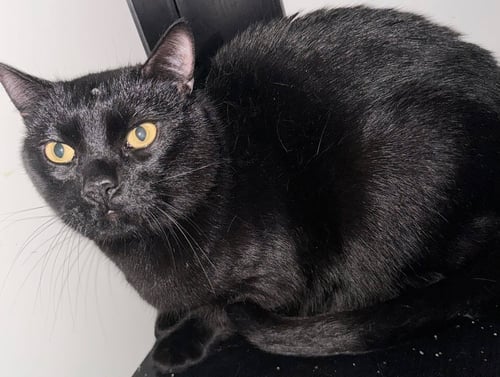 BINX - Domestic Short Hair available for adoption