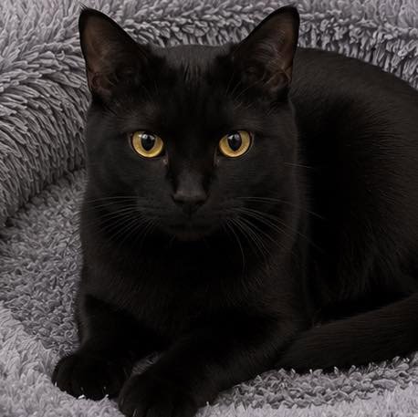 BINX - Domestic Short Hair available for adoption