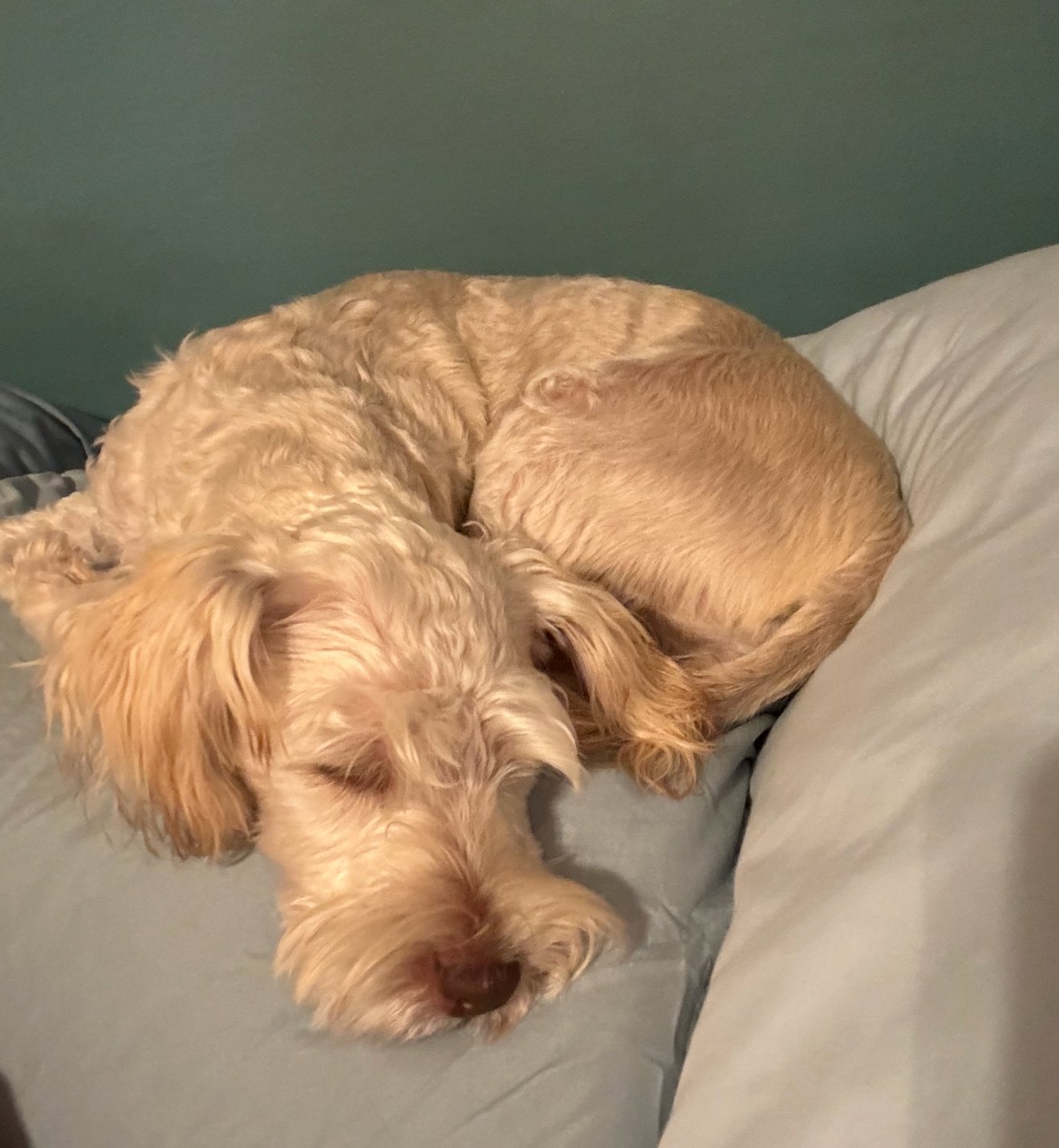 MILES - Schnauzer available for adoption