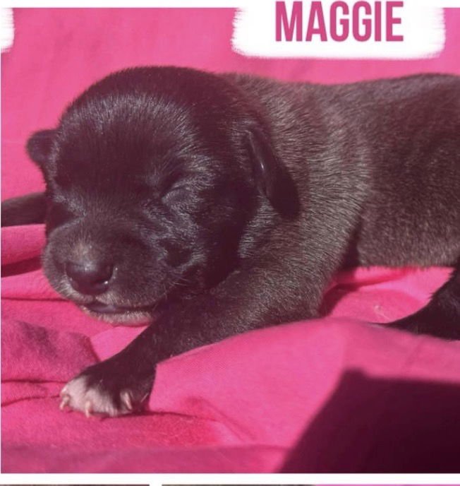 MAGGIE - Shepherd available for adoption