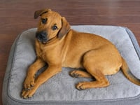 Pip - Photo 2
