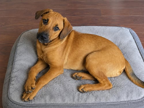 PIP - Labrador Retriever available for adoption