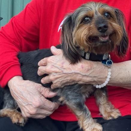 GEORGIE - Yorkshire Terrier Yorkie available for adoption