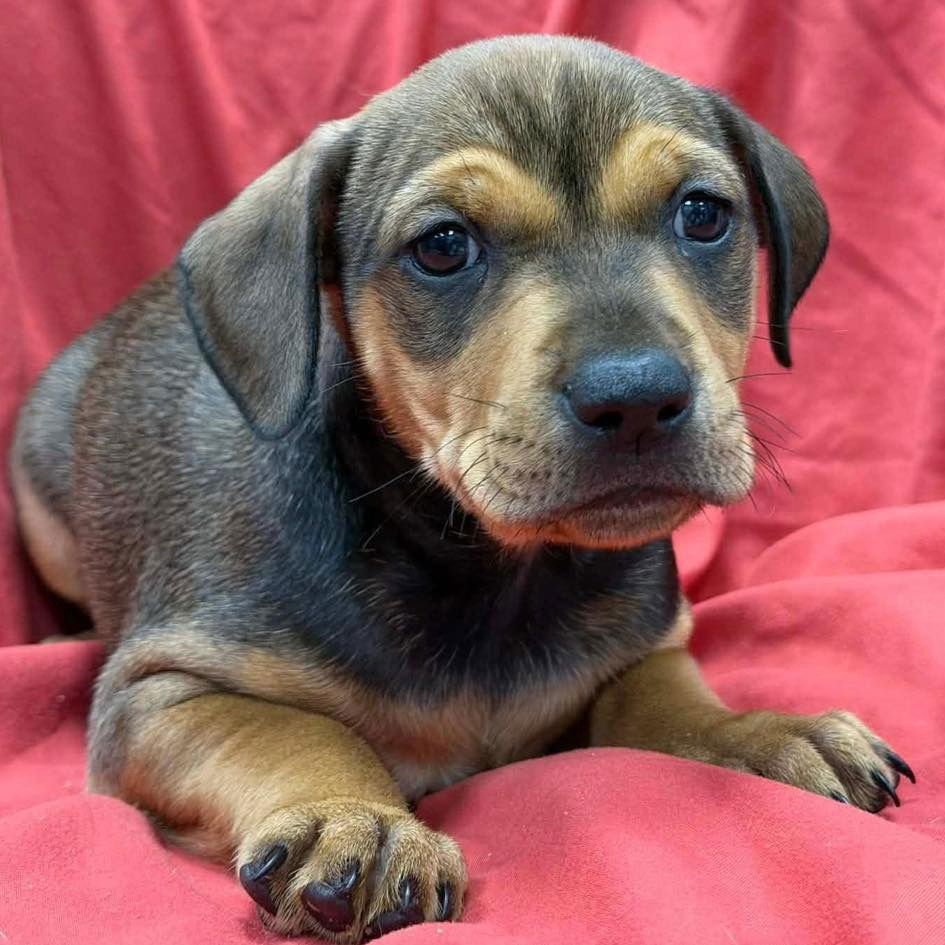 PORTER - Spaniel / Labrador Retriever available for adoption