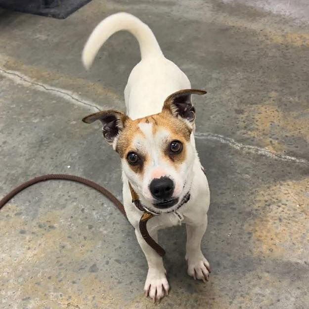 MAC - Terrier available for adoption