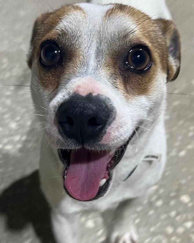 MAC - Terrier available for adoption