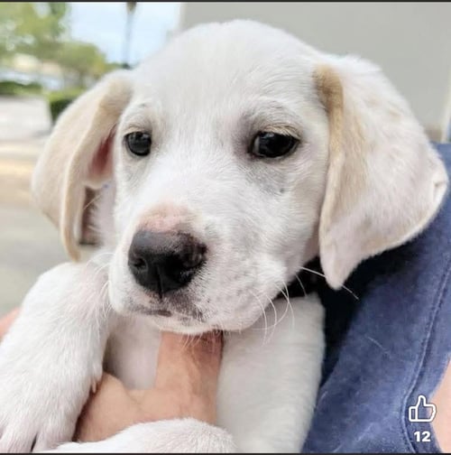 SIDNEY - Labrador Retriever available for adoption