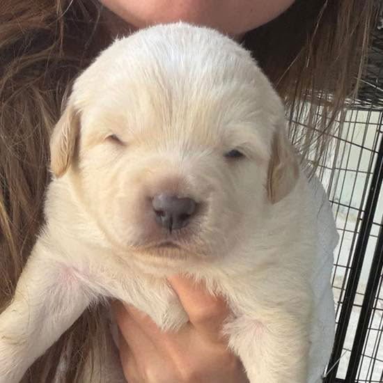 BELLE - Golden Retriever available for adoption