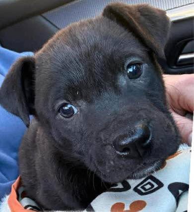 IZZY - Labrador Retriever available for adoption