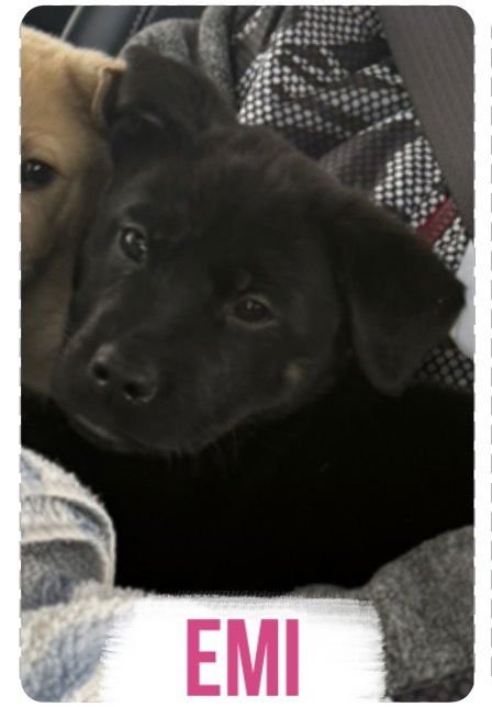 EMI - Labrador Retriever available for adoption