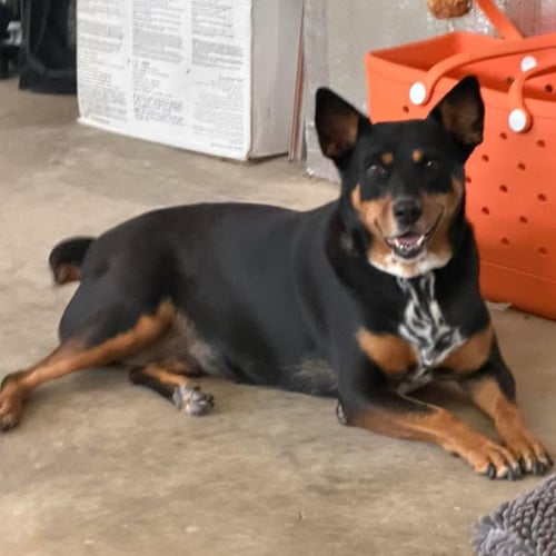 GWINNIE - Australian Cattle Dog/Blue Heeler available for adoption