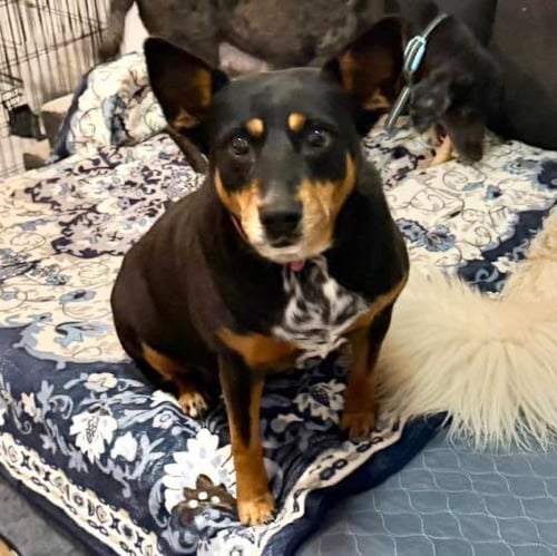 GWINNIE - Australian Cattle Dog/Blue Heeler available for adoption