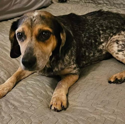 FREYA - Beagle available for adoption