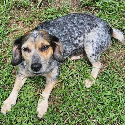 FREYA - Beagle available for adoption