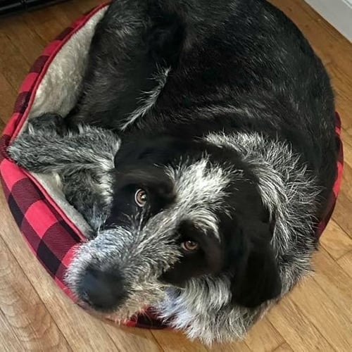 LIBBY LOU - German Shorthaired Pointer available for adoption