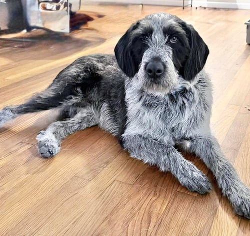 LIBBY LOU - German Shorthaired Pointer available for adoption