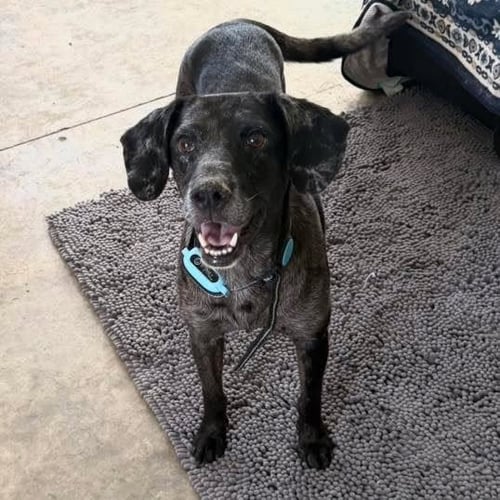 MOLLIE MAE - Catahoula Leopard Dog available for adoption