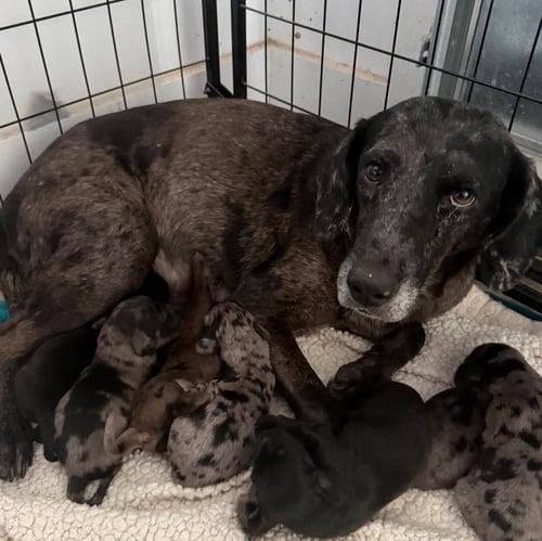 MOLLIE MAE - Catahoula Leopard Dog available for adoption