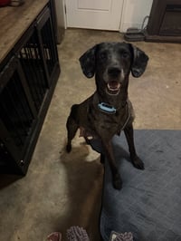 Mollie Mae - Photo 4