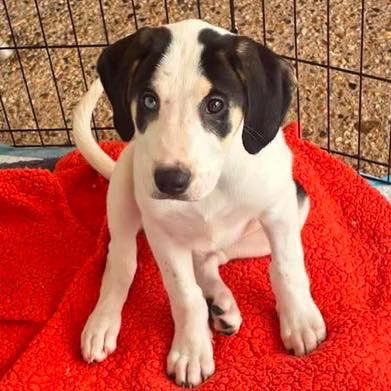 ODESSA - Labrador Retriever available for adoption