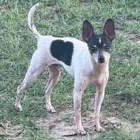 Johnny Cash aka Tiny Dog - Photo 1