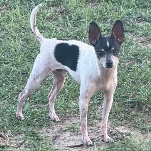 JOHNNY CASH AKA TINY DOG - Chihuahua available for adoption