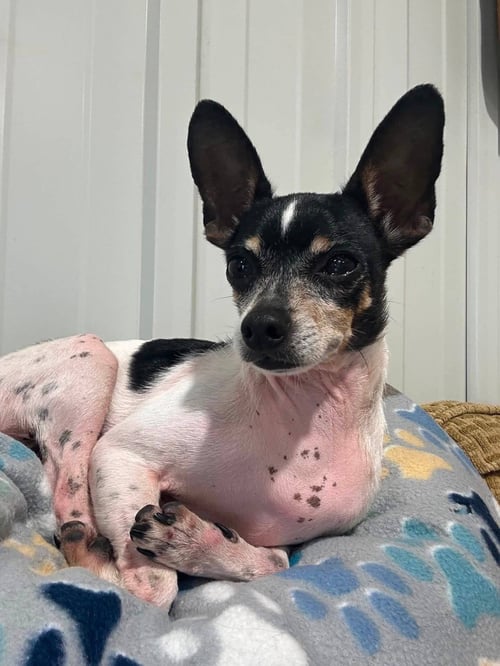 JOHNNY CASH AKA TINY DOG - Chihuahua available for adoption