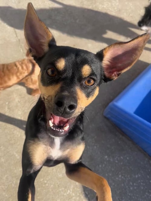 ROCKY - Terrier available for adoption