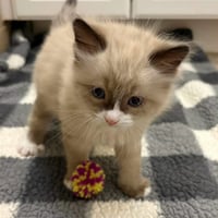 Mocha - Photo 1