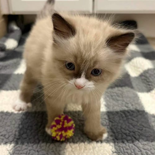 MOCHA - Domestic Short Hair available for adoption