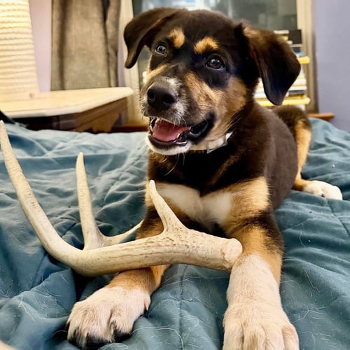 RUDY - Labrador Retriever available for adoption