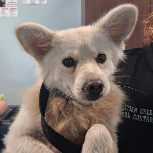 GOLLUM - Pomeranian available for adoption